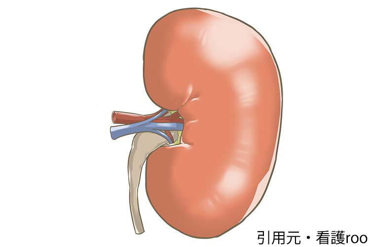 腎臓図